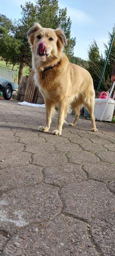 Tongue Out Tuesday-Beitrag-Bild