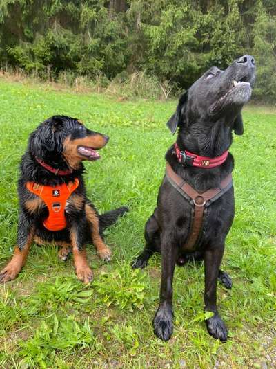 Hundetreffen-Große Junghunde ab 20kg-Bild