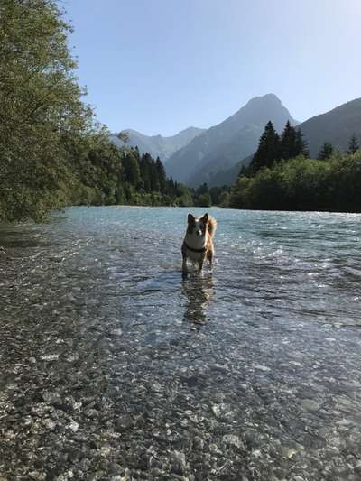 Dogorama Photo Challenge - Schattiges Plätzchen-Beitrag-Bild