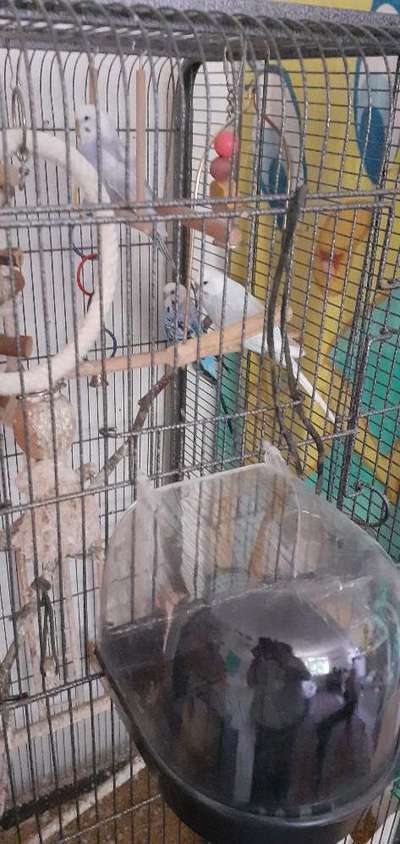 Andere Haustiere?-Beitrag-Bild