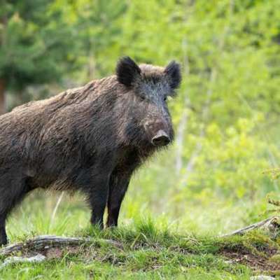 Giftköder-Wildschweinjagd am 17.12.24 (Schwerin)-Bild