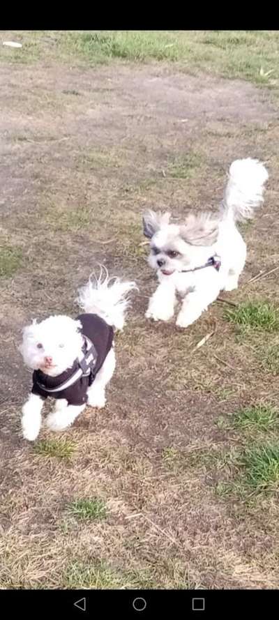 Bolonka Zwetna Freunde-Beitrag-Bild