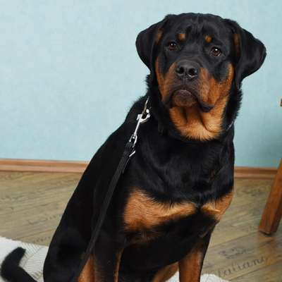 Hundetreffen-Gassirunde & Hundebegegnungen-Bild