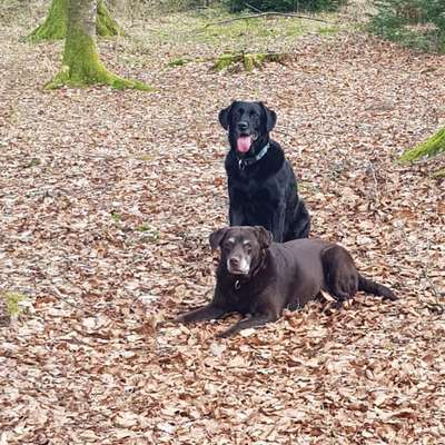 Hundetreffen-Spaziergang-Bild