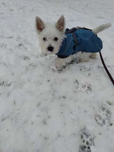 Dogorama Photo Challenge - Es wird nochmal kalt!-Beitrag-Bild