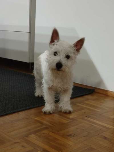 Wie heißt dein Hund?-Beitrag-Bild