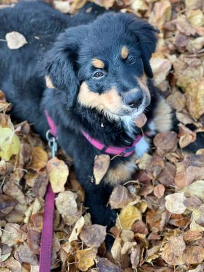 Dogorama Photo Challenge - Gassipause-Beitrag-Bild