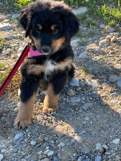 Berner Sennen-Beitrag-Bild