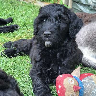 Hundetreffen-Welpentreffen im Castrop-Rauxel-Bild