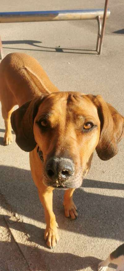Rhodesian Ridgeback-Beitrag-Bild