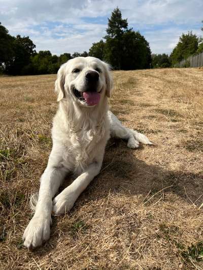 Wo sind die Golden Retriever Liebhaber?-Beitrag-Bild