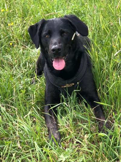 Labradorfans-Beitrag-Bild