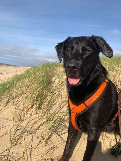 Labradorfans-Beitrag-Bild