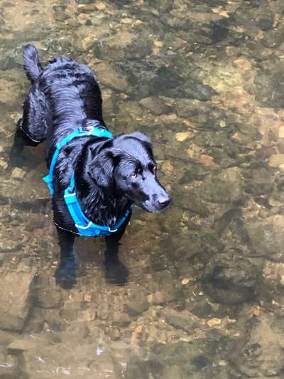 Labradorfans-Beitrag-Bild