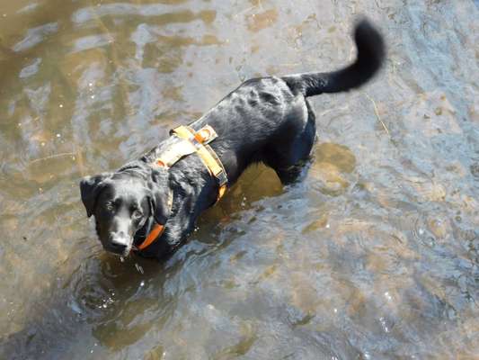 Labradorfans-Beitrag-Bild