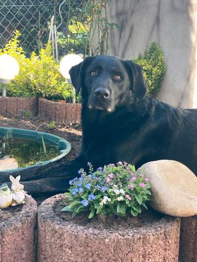 Labradorfans-Beitrag-Bild