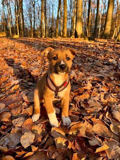 Hundetreffen-Welpentreffen in Dortmund-Bild