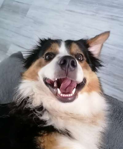 Mischlingshunde Foto Aufruf-Beitrag-Bild