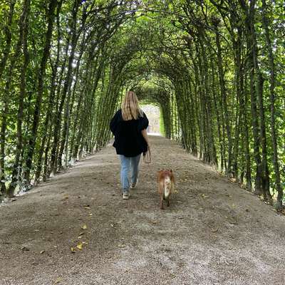 Hundetreffen-Spaziergänge/ Social Walks/Training-Bild