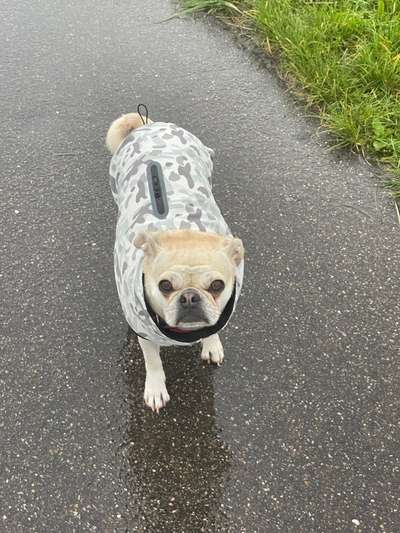 Alles rund um Hundemäntel/Bekleidung-Beitrag-Bild