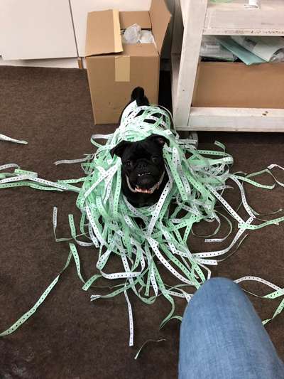 Hier ist der Spaßthread. Zum Schmunzeln und Kaputtlachen-Beitrag-Bild