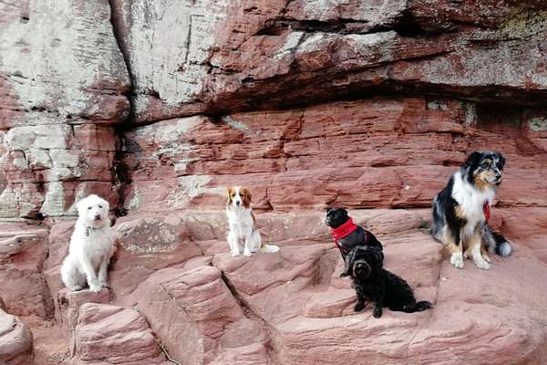 Dogorama Photo Challenge - Gassipause-Beitrag-Bild