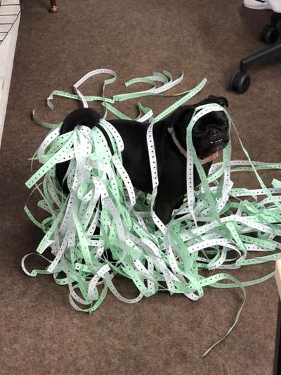 Bürohunde-Beitrag-Bild