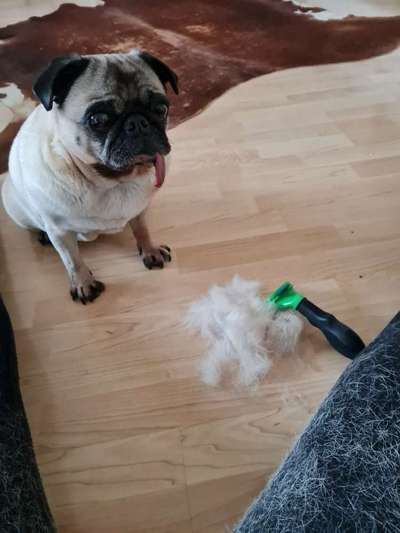 Hundehaare Mops-französische Bulldoggen-mix-Beitrag-Bild