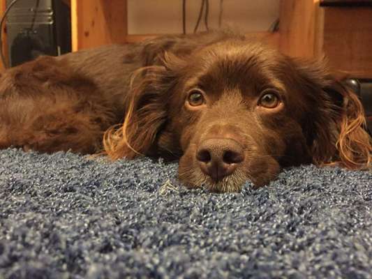 Hundekontakt an der Leine?-Beitrag-Bild