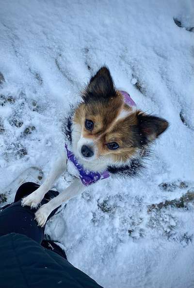 Dogorama Photo Challenge - Winterstimmung-Beitrag-Bild