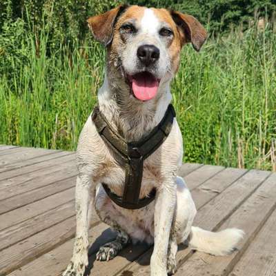 Hundetreffen-Spazier- und Spielbuddys gesucht-Bild