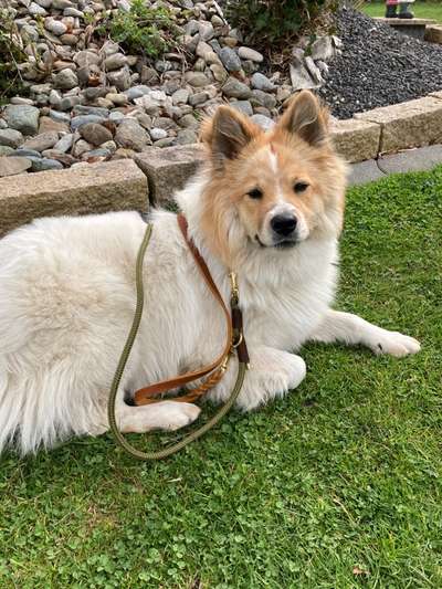 Seltene Rassen!-Beitrag-Bild