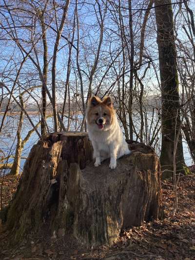 Seltene Rassen!-Beitrag-Bild