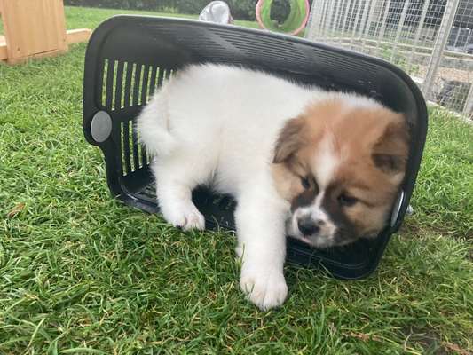 Welpen Bilder !-Beitrag-Bild