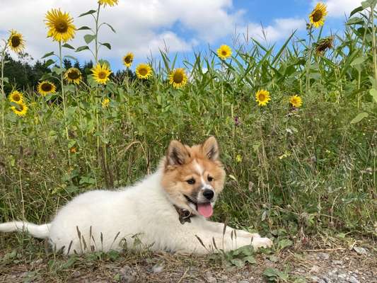 Welpen Bilder !-Beitrag-Bild