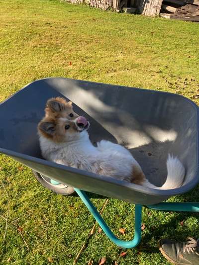 Fotochallenge Nr. 59 - Mein Hund zeigt die Zunge-Beitrag-Bild