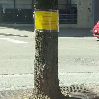 Giftköder-Eichenprozessionsspinner-Bild