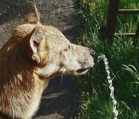 Dogorama-Monats-Challenge-Mai "Wasser"-Beitrag-Bild