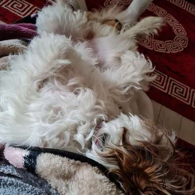 FOTOCHALLENGE NR.54-,,Liebesbeweis"-Beitrag-Bild