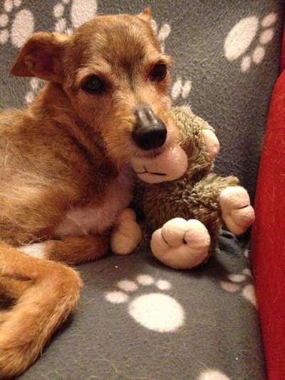 Unsere Fellnasen im Regenbogenland-Beitrag-Bild