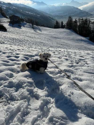 Hundetreffen-Spiel- und Gassifreunde gesucht-Bild