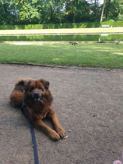 Auslandstierschutz-Beitrag-Bild