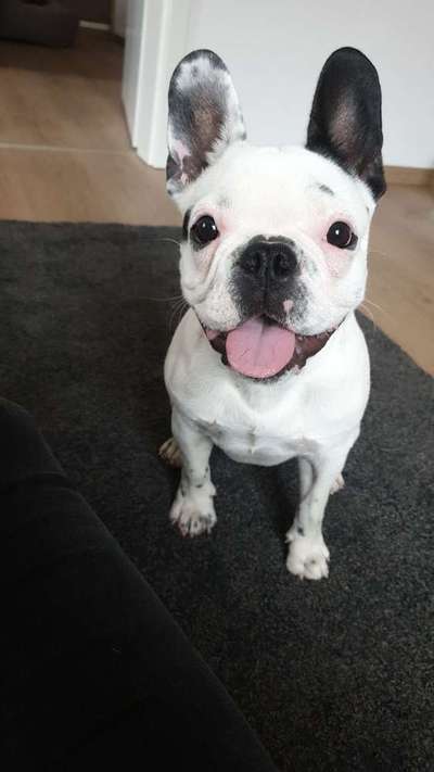 Wie heißt dein Hund?-Beitrag-Bild