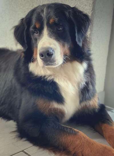 Berner Sennen-Beitrag-Bild