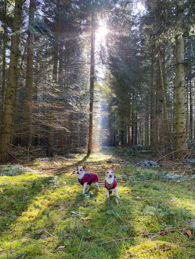 Wald Bild-Beitrag-Bild