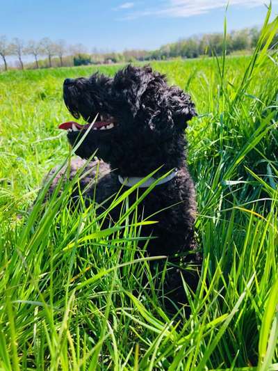 Die Dogorama Kalender Challenge 4/4-Beitrag-Bild