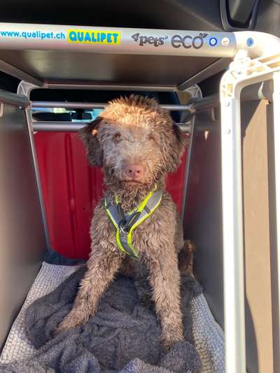 FOTOCHALLENGE 70 - Dein Hund im Auto-Beitrag-Bild