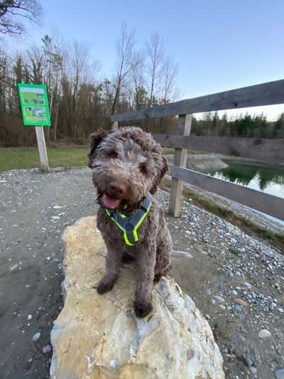 Lagotto Romagnolo Besitzer-Beitrag-Bild