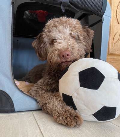 Lagotto Romagnolo Besitzer-Beitrag-Bild