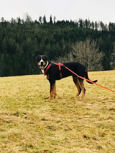 Hundetreffen-Stabile Spielkumpels gesucht-Bild